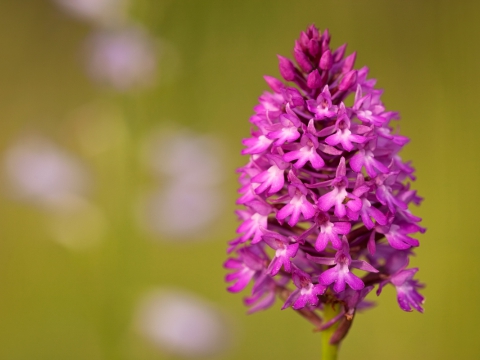 Anacampitis Pyramidalis - Photo by Roberto Valenti