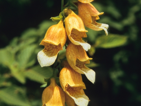 Digitalis Laevigata - Photo by Roberto Valenti