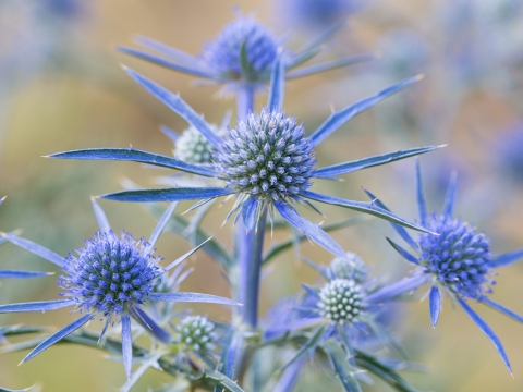 Erzngium Amethystinum - Photo by Roberto Valenti