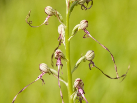 Himantoglossum Adriaticum - Photo by Roberto Valenti