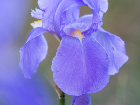 Iris Cengialti Ambrosi subsp. Illyrica - Photo by Roberto Valenti