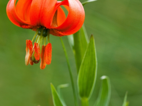 Lilium Caniolicum - Photo by Roberto Valenti