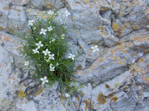 Moehringia Tommasinii - Photo by Roberto Valenti