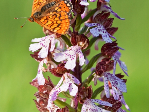 Orchis Purpurea - Photo by Roberto Valenti