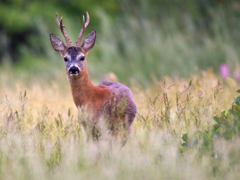 Capriolo (Capreolus Capreolus) - Photo by Roberto Valenti