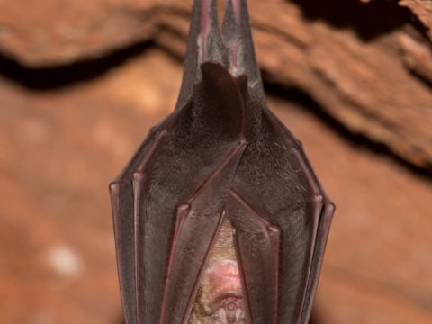 Ferro di cavallo maggiore (Rhinolophus Ferrumequinum) - Photo by Roberto Valenti