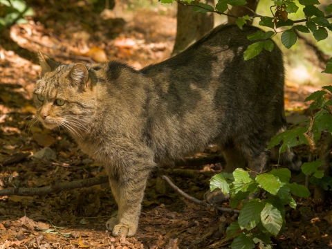 Gatto selvatico (Felis Silvestris Silvestris) - Photo by Roberto Valenti