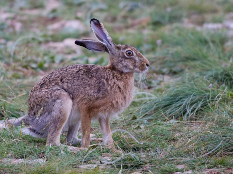 Lepre (Lepus Europaeus) - Photo by Roberto Valenti