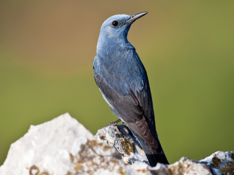 Passero solitario (Monticola Solitarius) - Photo by Roberto Valenti