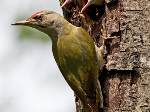 Picchio cenerino (Picus Canus) - Photo by Roberto Valenti