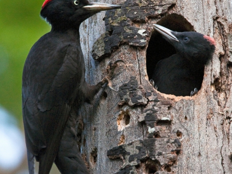 Picchio nero (Drzocopus Martius) - Photo by Roberto Valenti