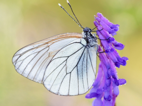 Peride del biancospino (Aporia Crataegi) - Photo by Roberto Valenti