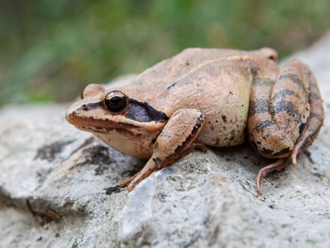 Rana agile (Rana Dalmatina) - Photo by Roberto Valenti