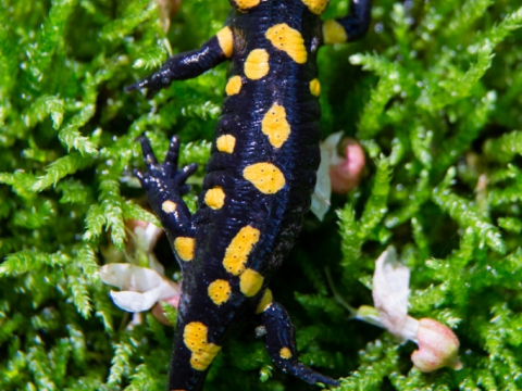 Salamandra pezzata (Salamandra Salamandra) - Photo by Roberto Valenti