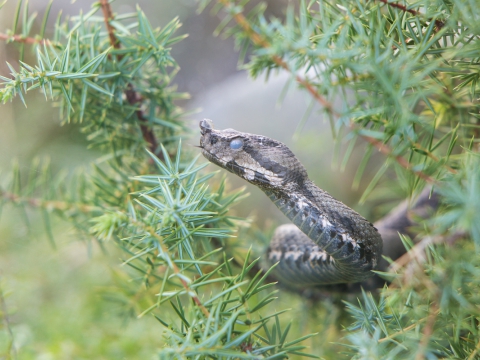 Vipera dal corno (Vipera Ammodytes) - Photo by Roberto Valenti