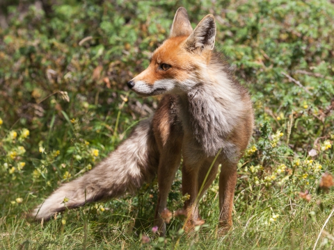 Volpe (Vulpes Vulpes) - Photo by Roberto Valenti