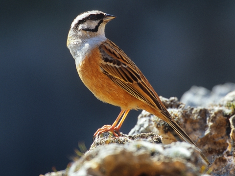 Zigolo muciatto (Emberiza Cia) - Photo by Roberto Valenti