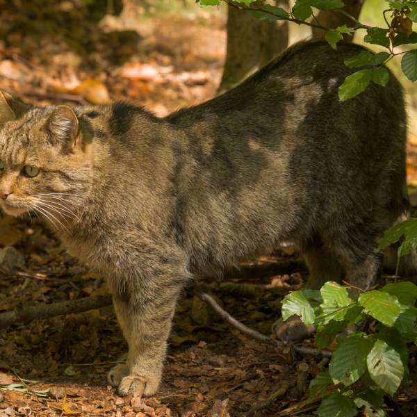 Felis Silvestris Silvestris - Photo by Roberto Valenti